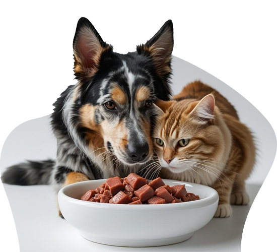 A happy dog and cat with a bowl of food